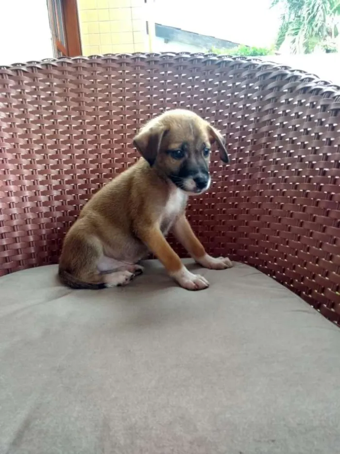 Cachorro ra a SRD idade 2 a 6 meses nome Bebês lindos