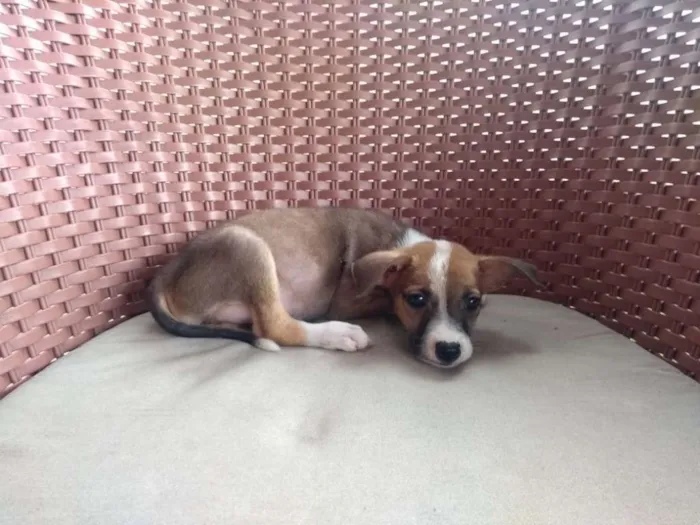 Cachorro ra a SRD idade 2 a 6 meses nome Bebês lindos