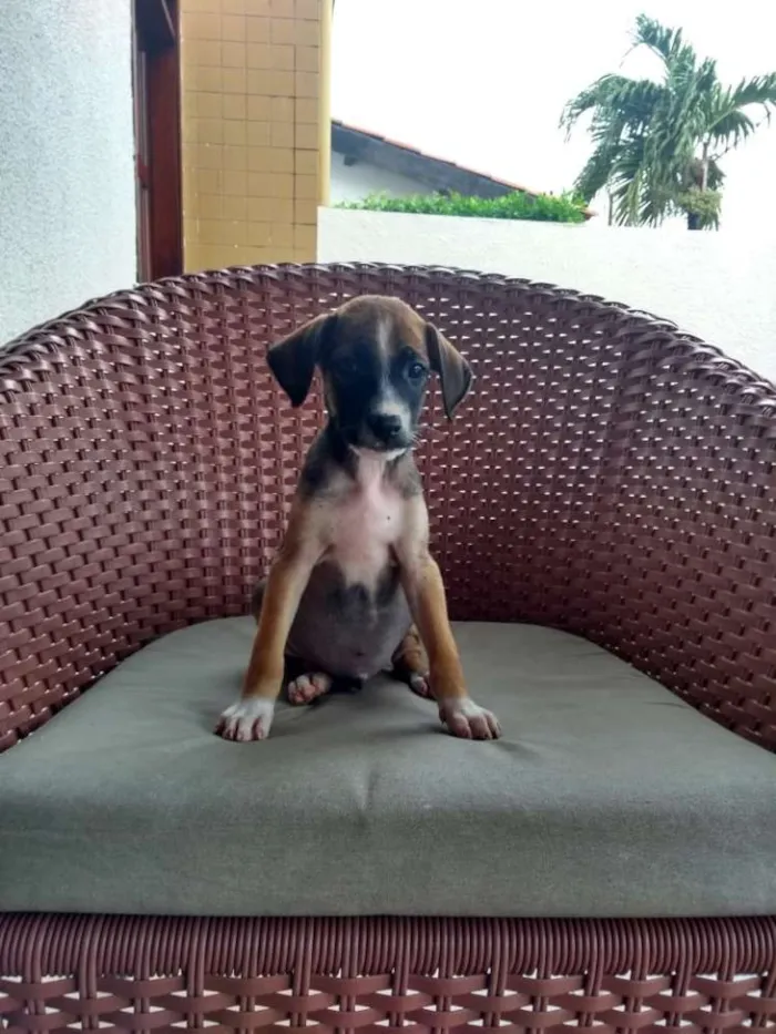 Cachorro ra a SRD idade 2 a 6 meses nome Bebês lindos