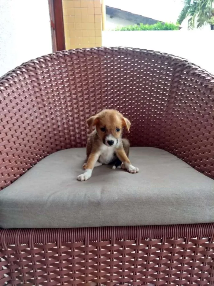 Cachorro ra a SRD idade 2 a 6 meses nome Bebês lindos