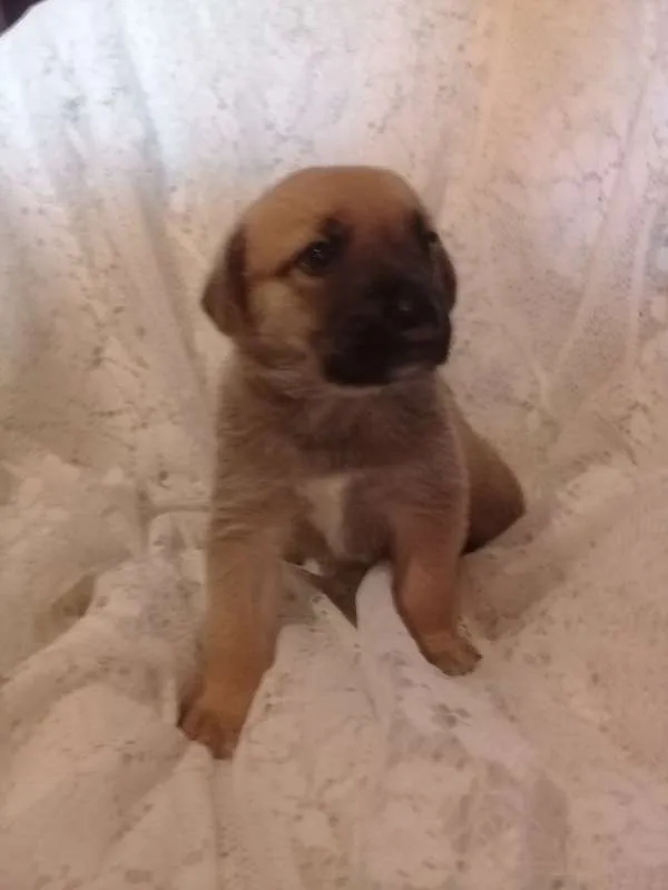 Cachorro ra a Sem raça definida idade Abaixo de 2 meses nome Sem nome