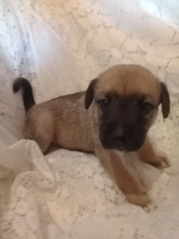 Cachorro ra a Sem raça definida idade Abaixo de 2 meses nome Sem nome