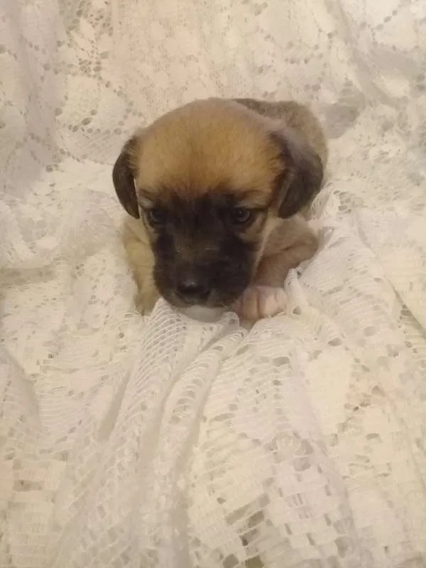 Cachorro ra a Sem raça definida idade Abaixo de 2 meses nome Sem nome