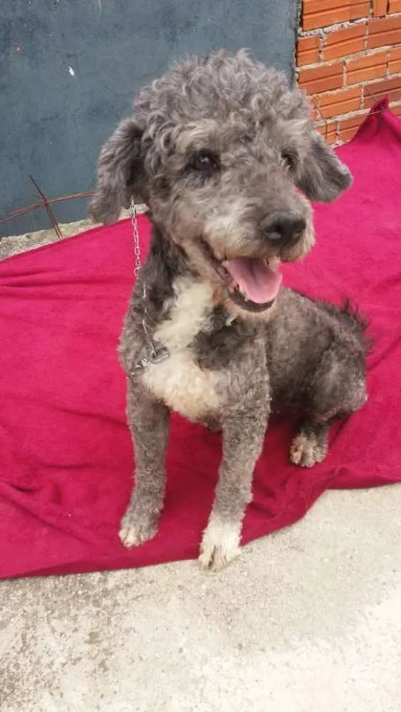 Cachorro ra a Poodle  idade 1 ano nome Sofia