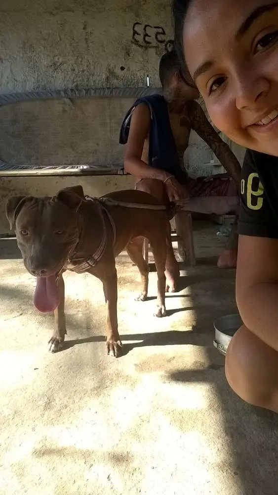 Cachorro ra a Pitbul idade 1 ano nome Savana