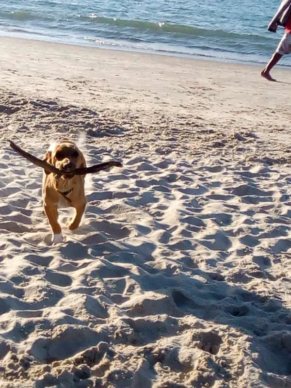 Cachorro ra a Viralata idade 7 a 11 meses nome Toby