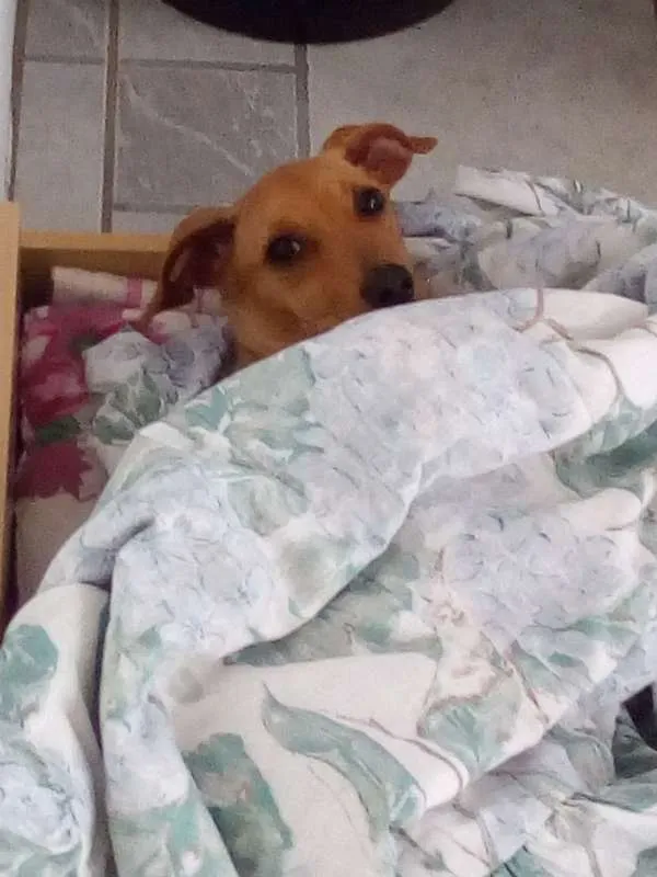 Cachorro ra a Viralata idade 7 a 11 meses nome Toby
