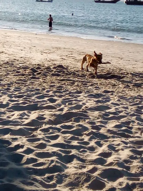 Cachorro ra a Viralata idade 7 a 11 meses nome Toby