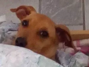 Cachorro raça Viralata idade 7 a 11 meses nome Toby