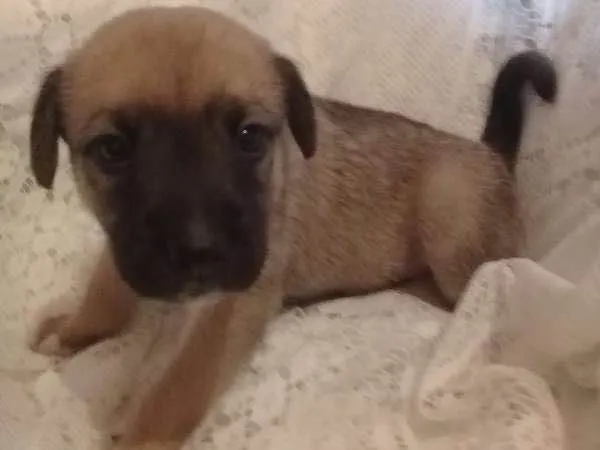 Cachorro ra a Sem raça definida idade Abaixo de 2 meses nome Sem nome