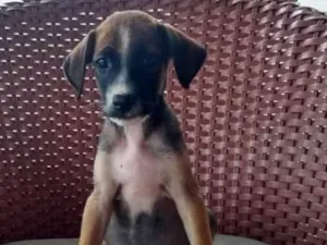 Cachorro raça SRD idade 2 a 6 meses nome Bebês lindos