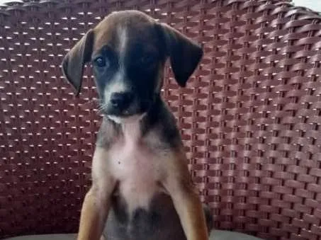 Cachorro ra a SRD idade 2 a 6 meses nome Bebês lindos