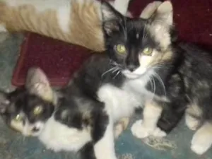 Gato raça Vira lata  idade 2 a 6 meses nome Ainda tem
