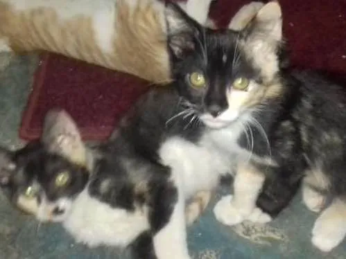 Gato ra a Vira lata  idade 2 a 6 meses nome Ainda tem