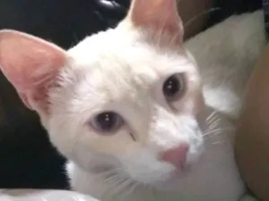 Gato raça Gato do mato misturado idade 1 ano nome Lion