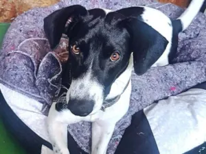 Cachorro raça mestiço de Jack Russel idade 7 a 11 meses nome Rick