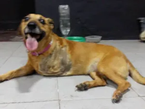 Cachorro raça SRD idade 6 ou mais anos nome Lalá 