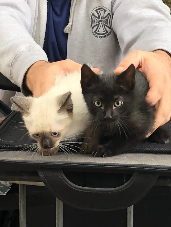 Gato ra a  idade 2 a 6 meses nome Jorge e Mariano