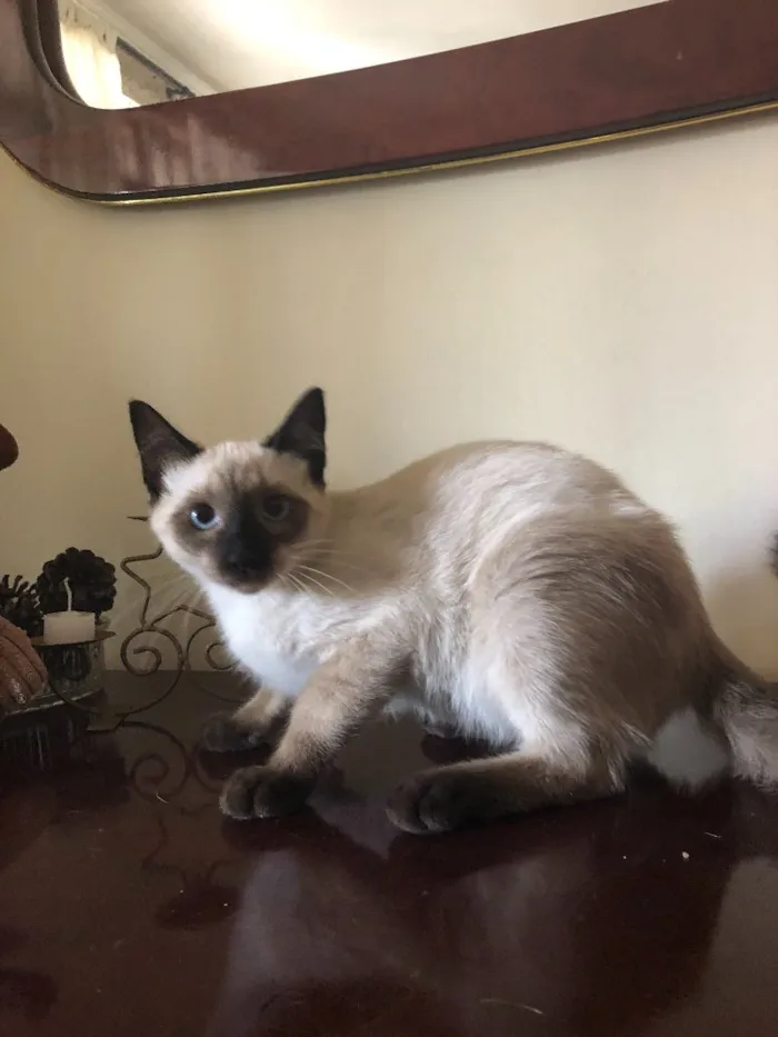Gato ra a  idade 2 a 6 meses nome Jorge e Mariano