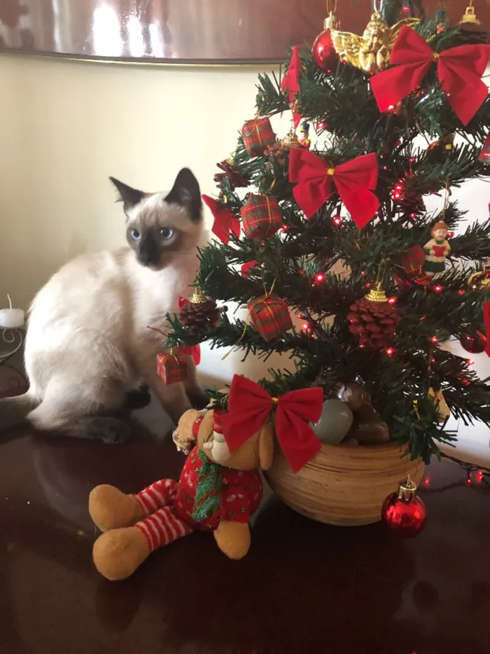 Gato ra a  idade 2 a 6 meses nome Jorge e Mariano