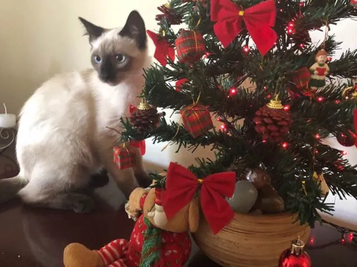 Gato ra a  idade 2 a 6 meses nome Jorge e Mariano