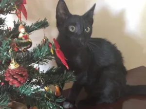 Gato raça  idade 2 a 6 meses nome Jorge e Mariano