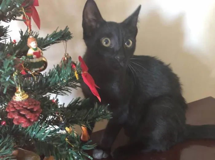 Gato ra a  idade 2 a 6 meses nome Jorge e Mariano