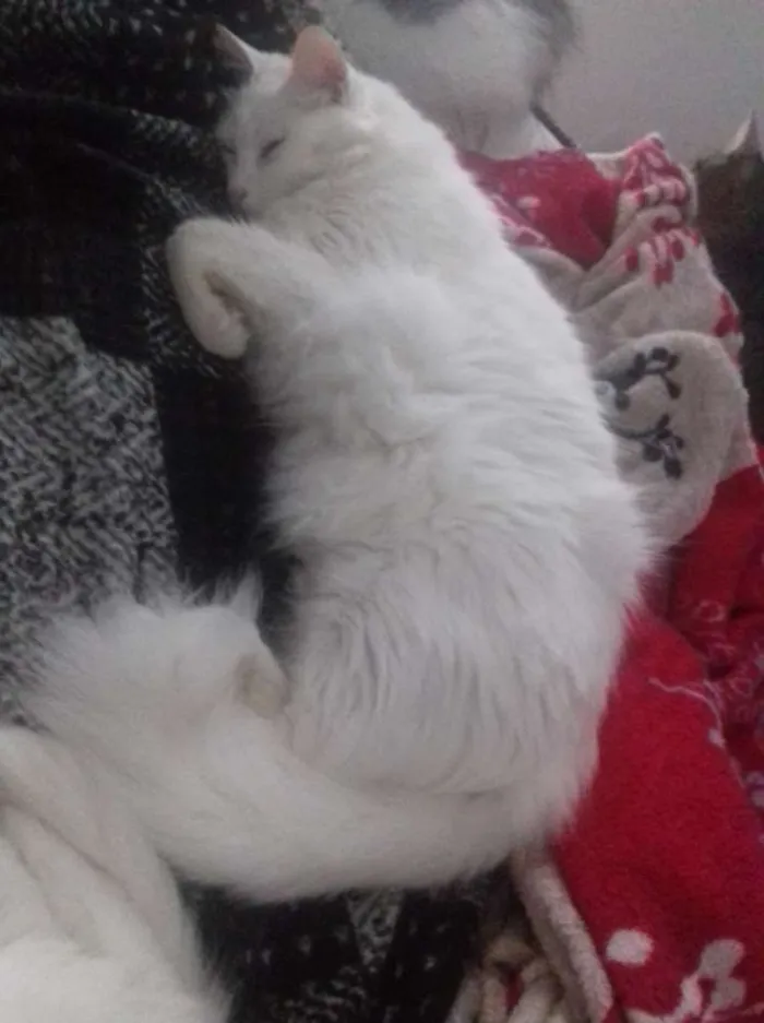 Gato ra a srd idade 2 anos nome paçoca 