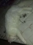 paçoca 