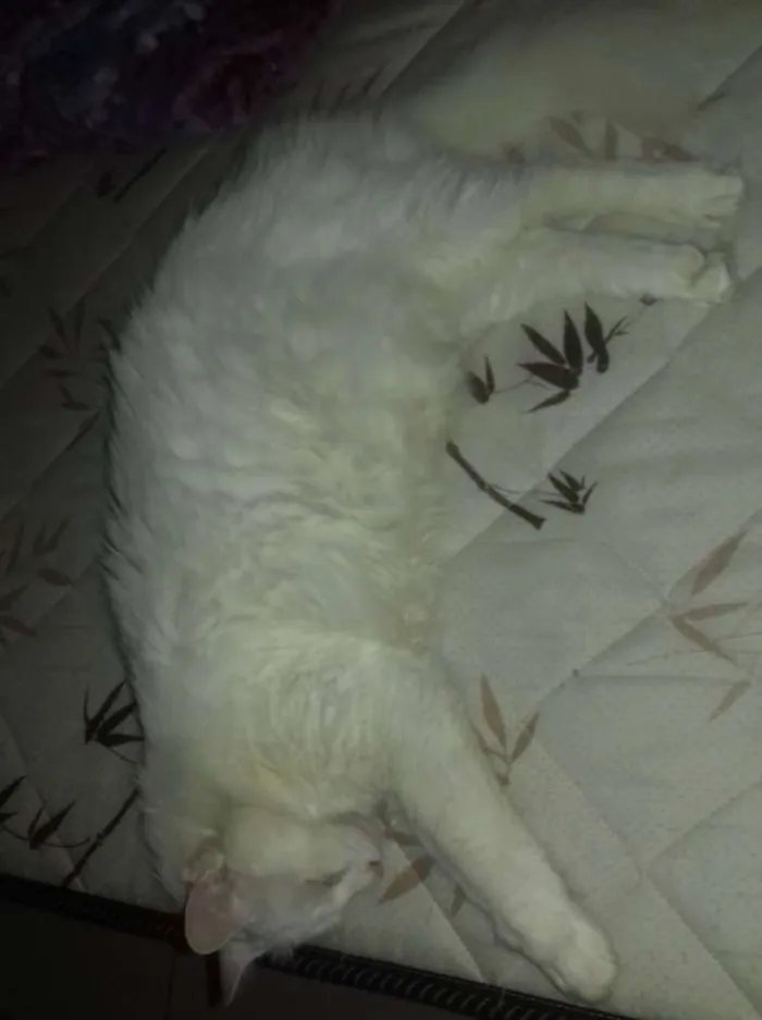Gato ra a srd idade 2 anos nome paçoca 