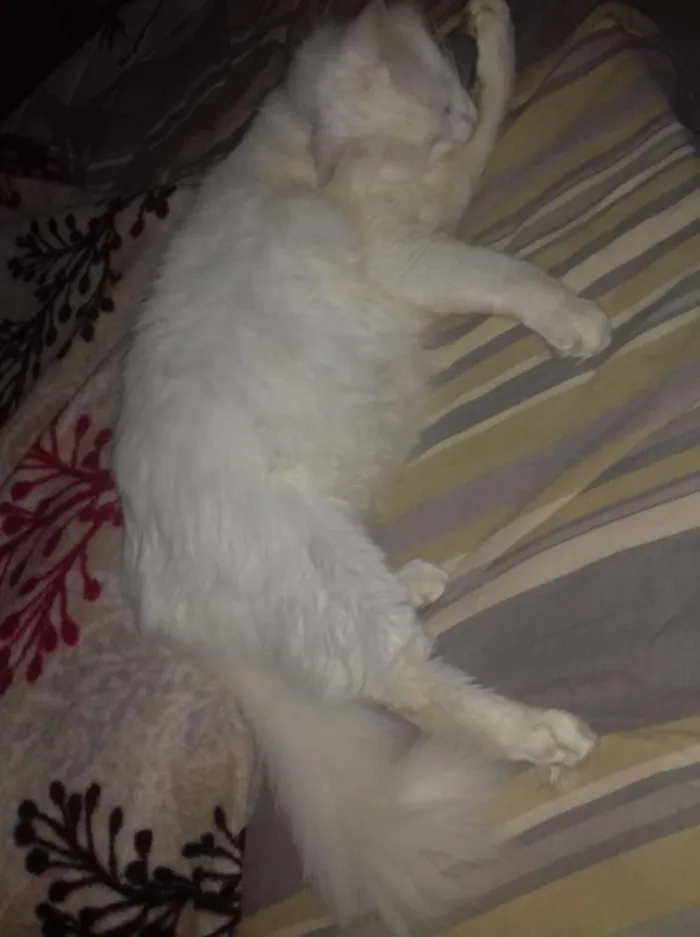 Gato ra a srd idade 2 anos nome paçoca 