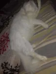 paçoca