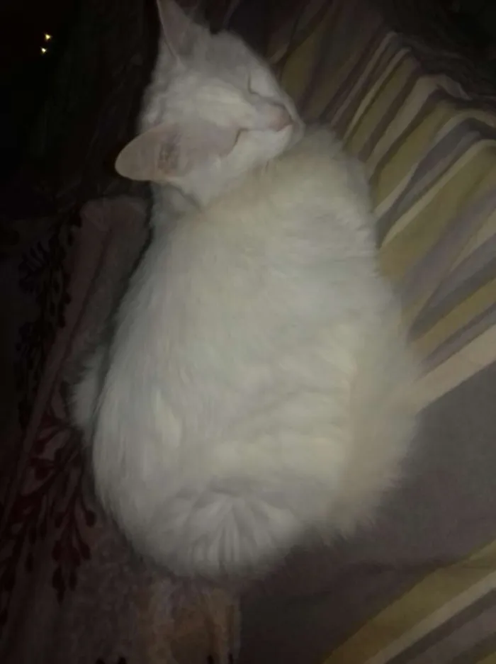 Gato ra a srd idade 2 anos nome paçoca 