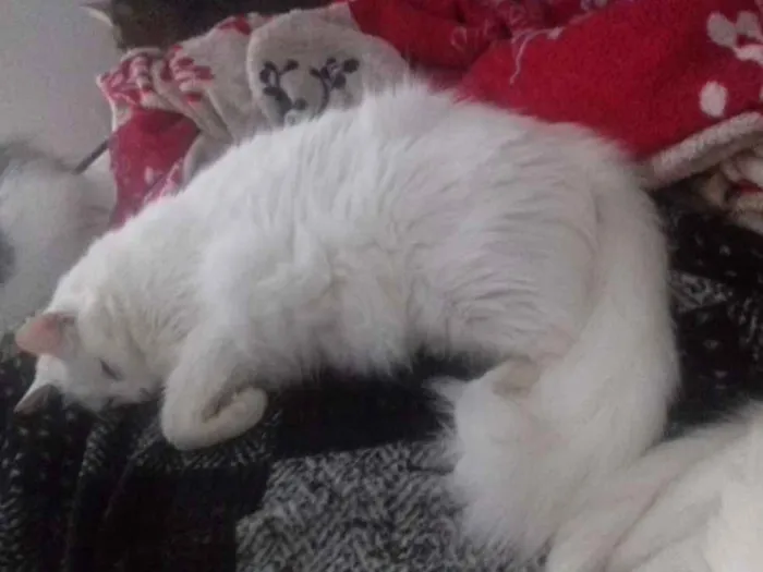 Gato ra a srd idade 2 anos nome paçoca 