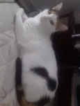 Lolita