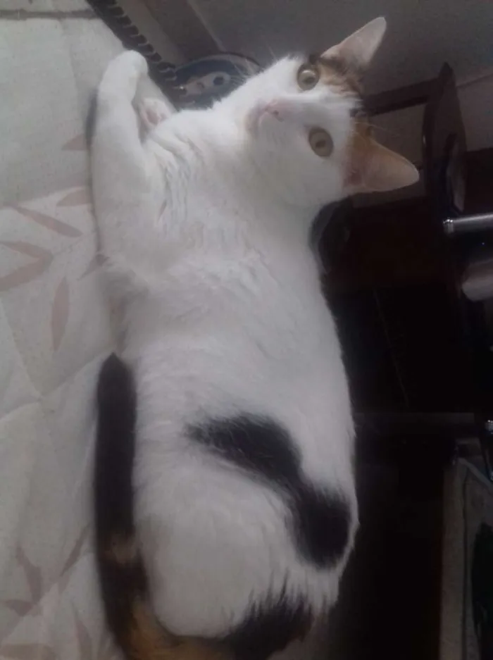 Gato ra a Srd idade 2 anos nome Lolita