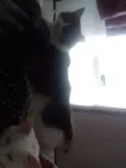 Meredith