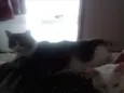 Meredith