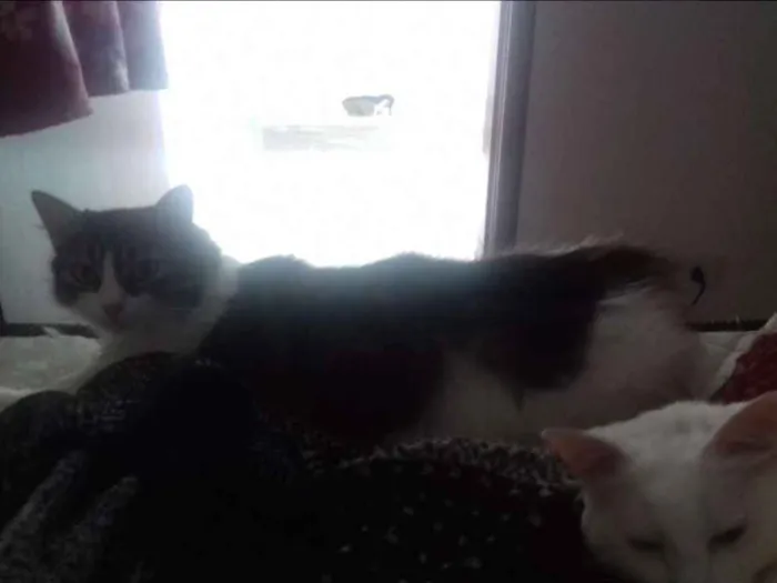 Gato ra a Srd idade 2 anos nome Meredith