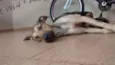 Luna,Cisco,Lola e Es