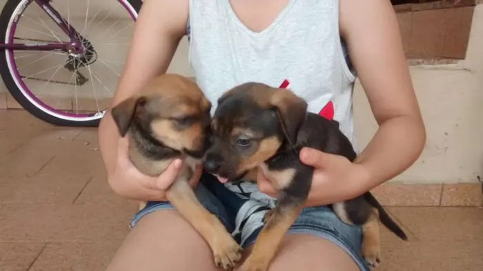 Cachorro raça Indefinida idade Abaixo de 2 meses nome Luna,Cisco,Lola e Es