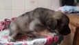 Luna,Cisco,Lola e Es
