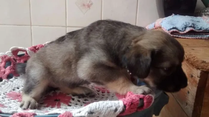 Cachorro raça Indefinida idade Abaixo de 2 meses nome Luna,Cisco,Lola e Es