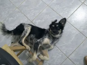 Cachorro raça Mista idade 2 a 6 meses nome Billy