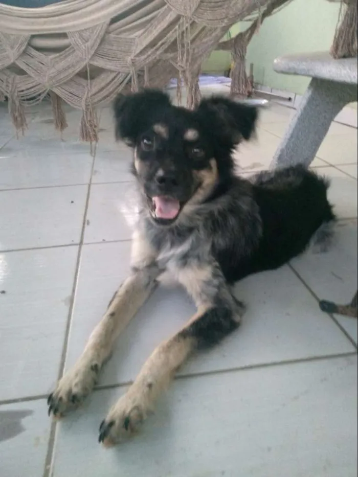 Cachorro ra a Mista idade 2 a 6 meses nome Billy