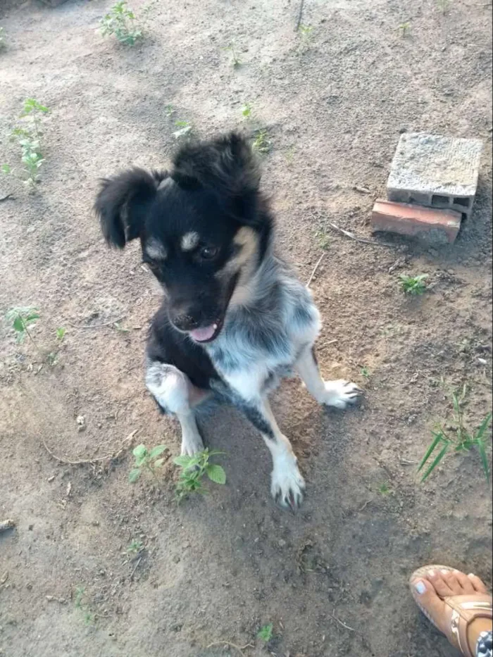 Cachorro ra a Mista idade 2 a 6 meses nome Billy