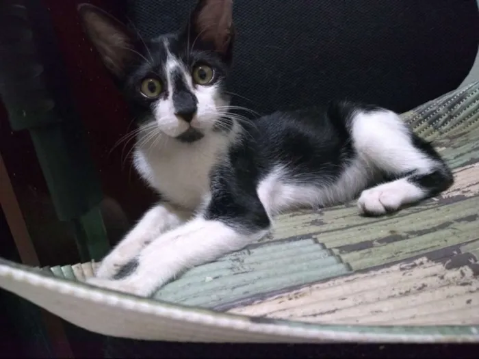 Gato ra a Mista idade 2 a 6 meses nome Toy