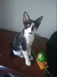 Toy