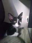 Toy