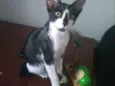 Toy